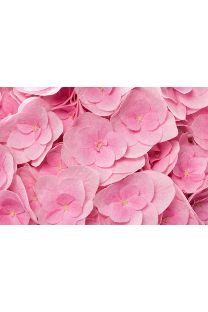 Гортензія Флорентіна Пінк